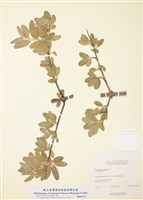 藏品(銀水牛果)的圖片